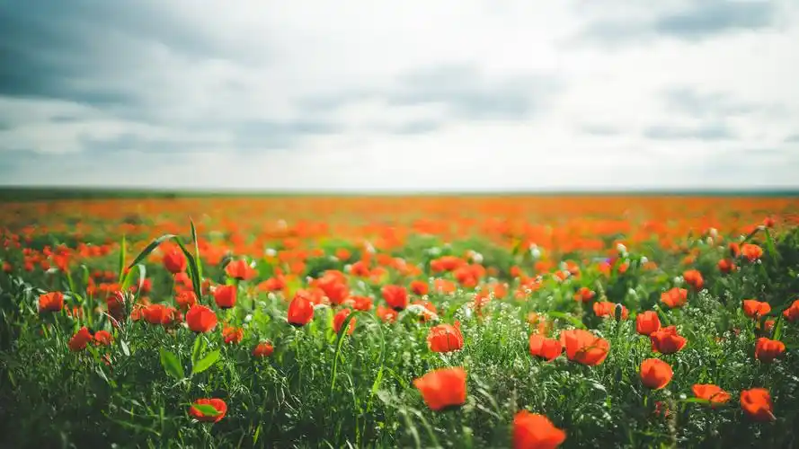 花卉花草树木4k壁纸封面图花卉 花草树木壁纸壁纸于2020-06-16上传