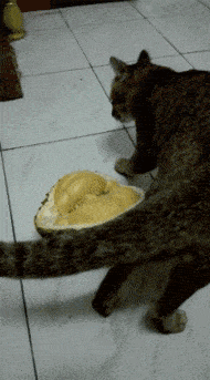 190_343gif 动态图 动图