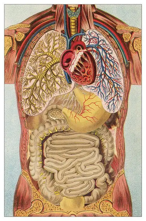 古老的人类内脏,内脏的雕刻插图图片下载