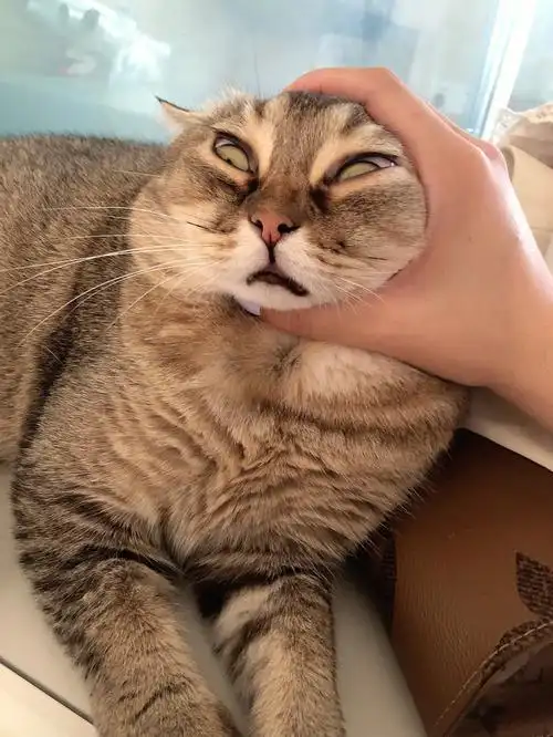 93威威:妈妈 就是说 你的头发扎的有点紧#猫咪日常  #金渐层  #我家