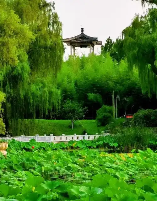 北京海淀紫竹院公园景色十分诱人