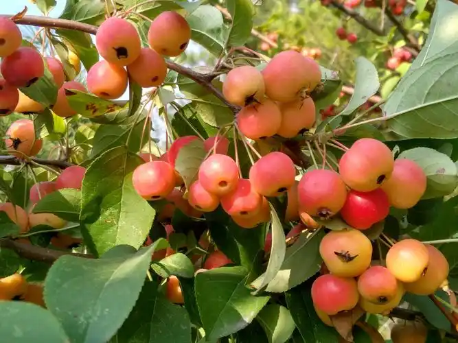 花果皆美的西府海棠