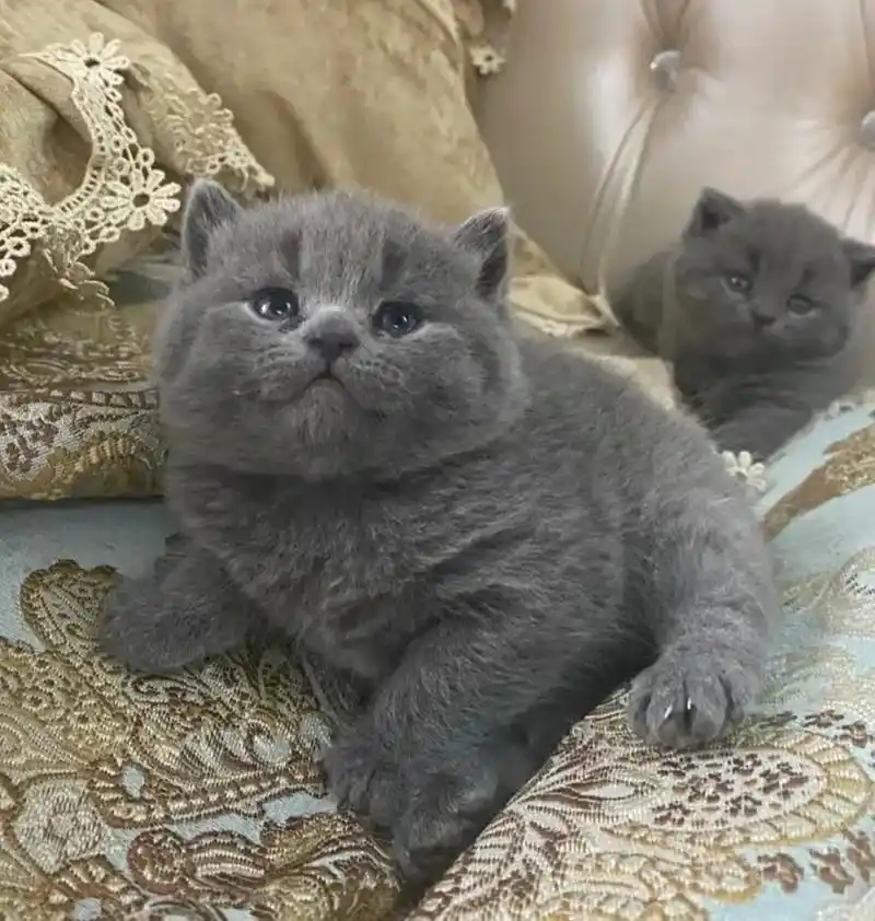 99990.急,急,急出自家繁育英短蓝猫两 - 抖音