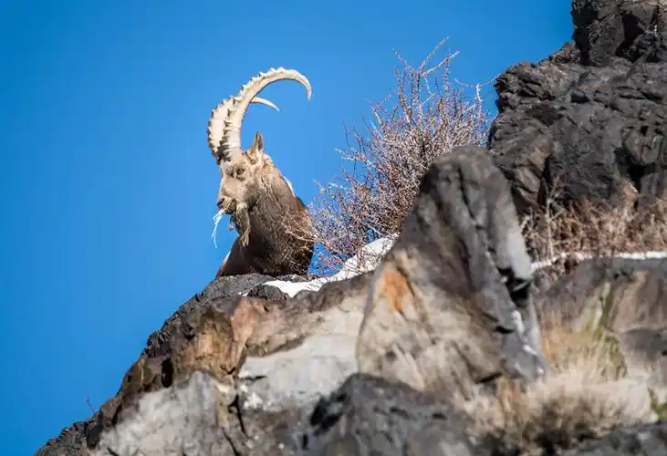 北山羊 - 摄影大赛2019 - 国家地理中文网