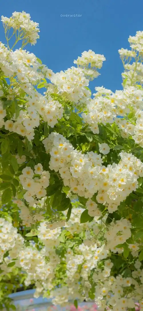 绿色系壁纸 对眼睛太友好了叭