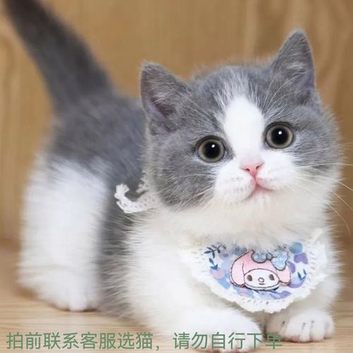 短毛可爱长毛银渐层蓝猫幼猫蓝白金渐层蓝金乳色乳白起司猫咪矮脚