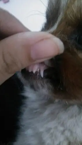 展开全部 这样看是看不出来的,看狗狗年龄是需要看牙齿的  这样能看