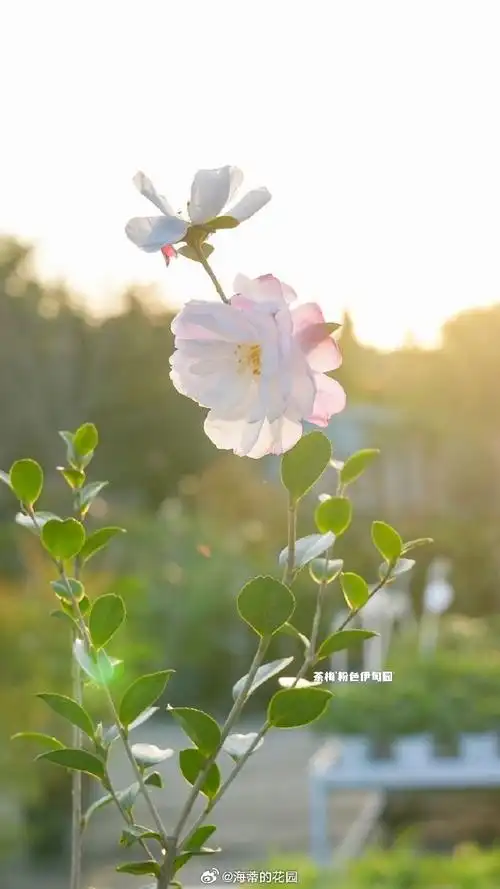 690_1227竖版 竖屏