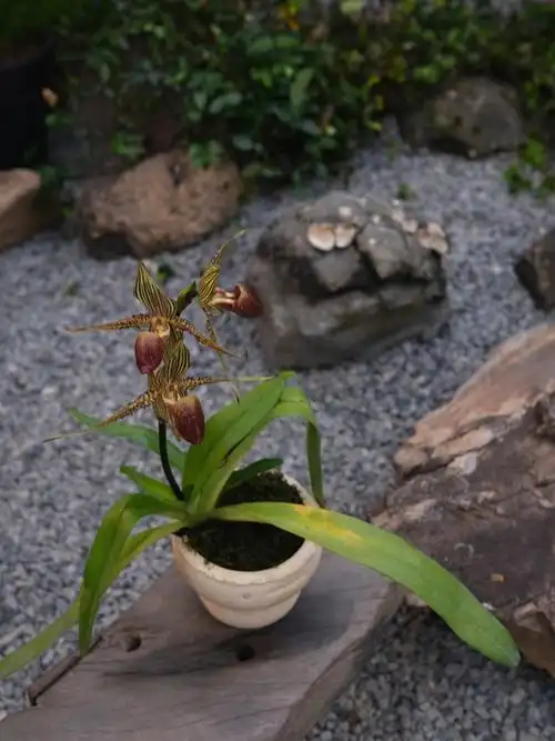 国王兜兰paphiopedilumrothschildianum