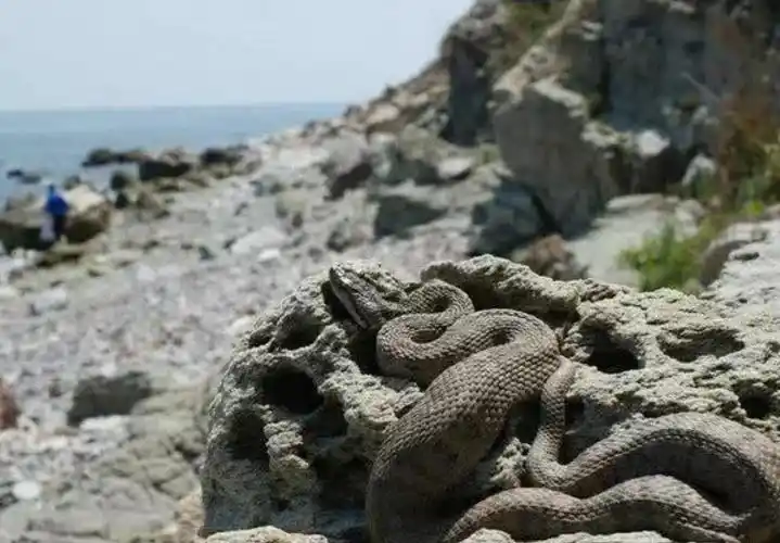 世界上毒蛇最多的小岛,毒液足以融化人肉,政府禁止游客前来