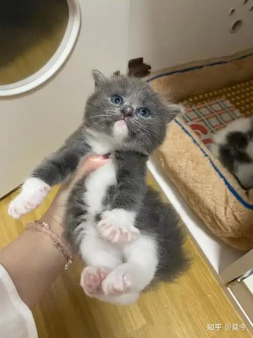 布偶和英短串会怎样? - 知乎