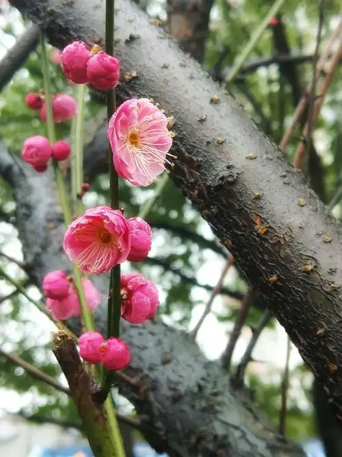 园子里除了红梅,还有一种白色的照水梅,别有一番风味.