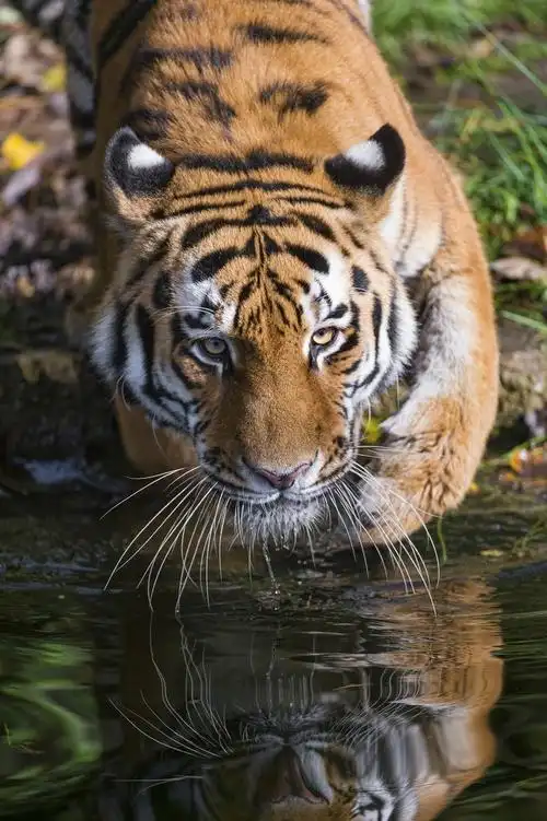 见过最恩爱的老虎