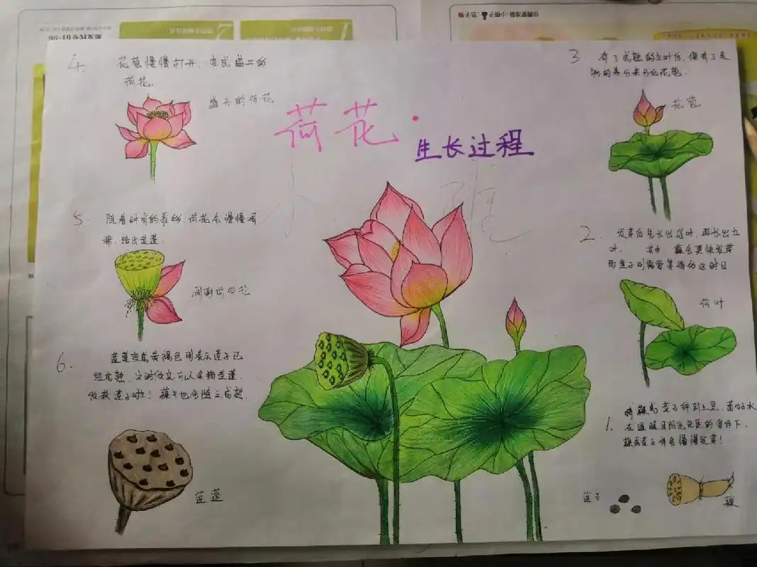 幼儿园作业之"植物生长过程-荷花" 昨日收到幼儿园老师的通知,需要画