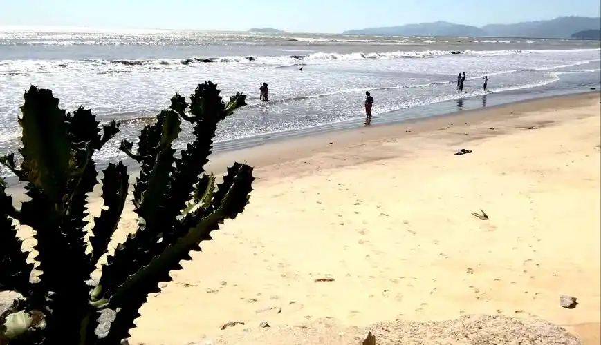 阳光/沙滩/海浪/仙人掌,还有