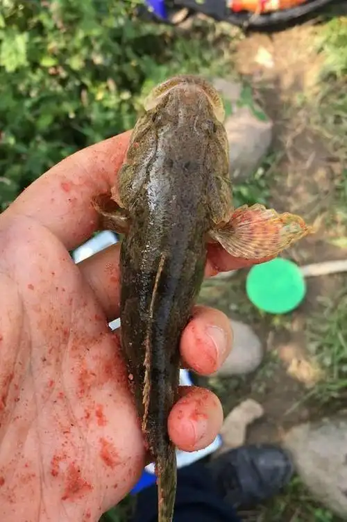 沙塘鳢全面是云斑沙塘鳢,俗称笋壳鱼,虎头鲨等等,是一种凶猛的塘鲈科