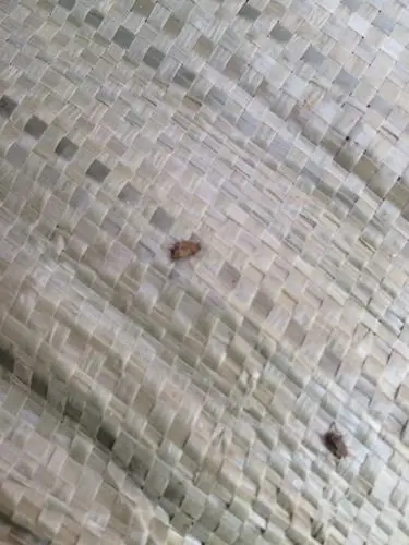 豆子出虫,求办法.