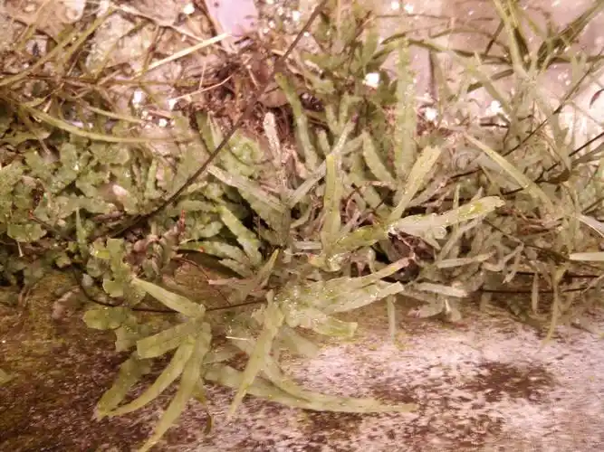 据老人家说这是味中药.