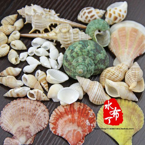 海滩风天然贝壳 海螺合集 拍照拍摄道具 摆件 家居摆设 摄影道具
