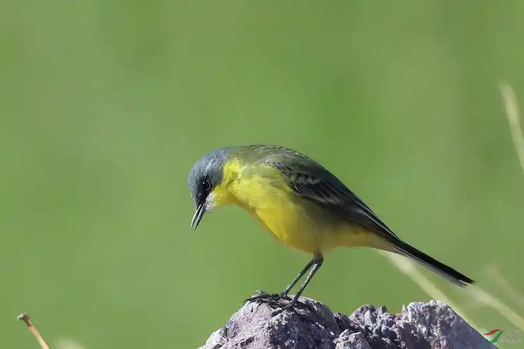 黄鹡鸰亚种雄鸟