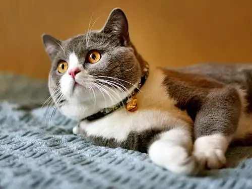 看它那样生气勃勃,天真可爱,我喜欢还来不及,怎么会跟它生气呢?