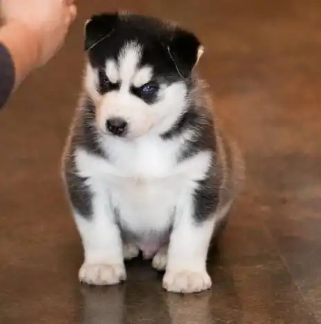 哈士奇怀孕生了8只可爱小奶狗,但主人一看却崩溃大哭:我以后日子不好