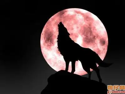 狼王霸气头像 狼王头像