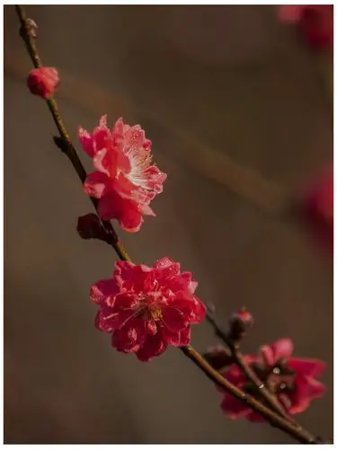 桃红又见一年春--李斌桃花摄影作品