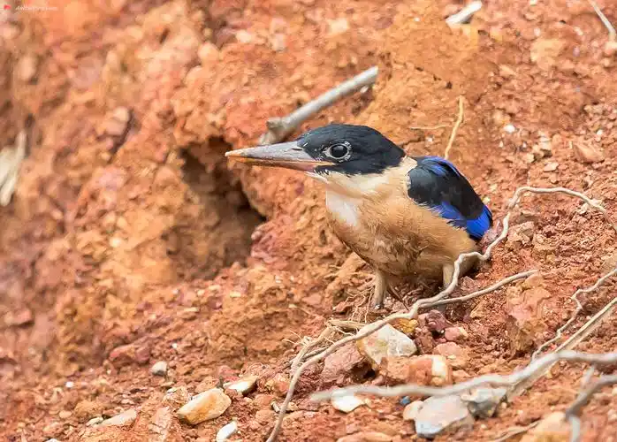 蓝翡翠雏鸟终于长大出洞了