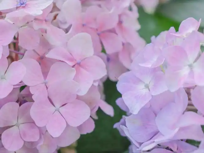 清新唯美绣球花,高清图片-壁纸族