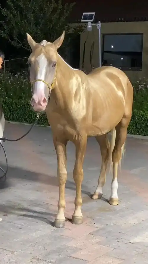 毛发金黄的马儿,根本买不到,十匹马才有这样一匹!