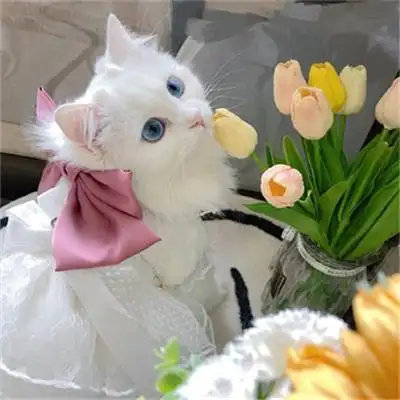 超可爱又治愈的高清猫咪头像图片 适合微信头像的呆萌猫咪图片_动物