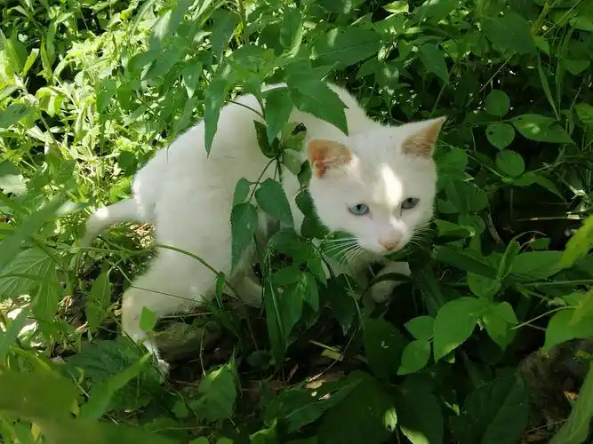 想问大家小土猫也会有蓝眼睛吗?