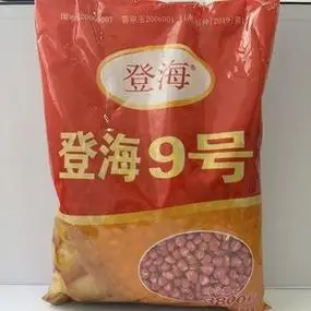 登海9号玉米种子,国审杂交穗轴红色马齿型大棒高产出籽率高3800粒