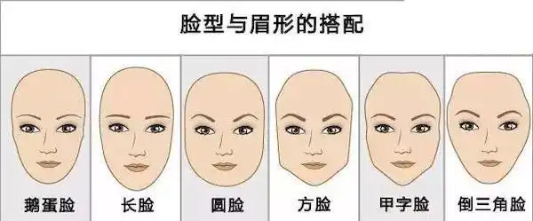 人的脸型除了与局部肌肉的发育有关外,主要取决于颅骨.