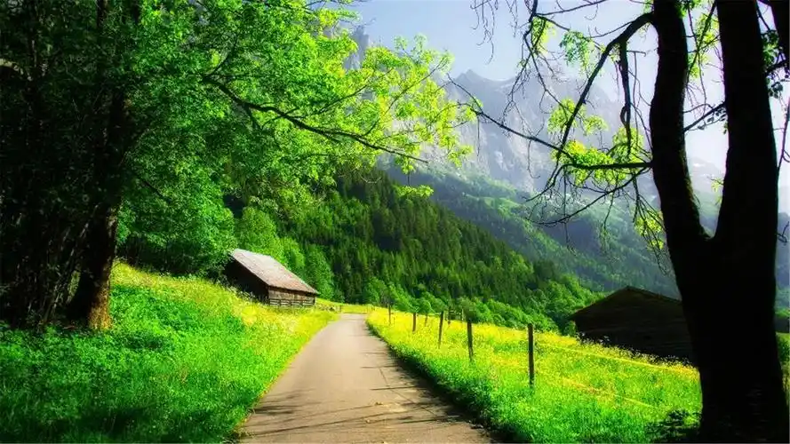 电脑桌面壁纸尺寸(1920x1080)适合任何电脑尺码,全是以绿色图片为背景