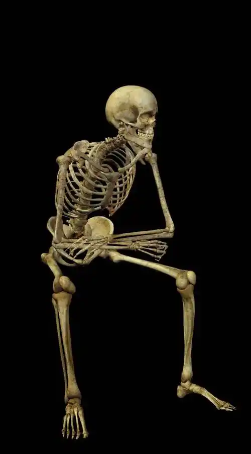 人骨头图片真实人骨头图片