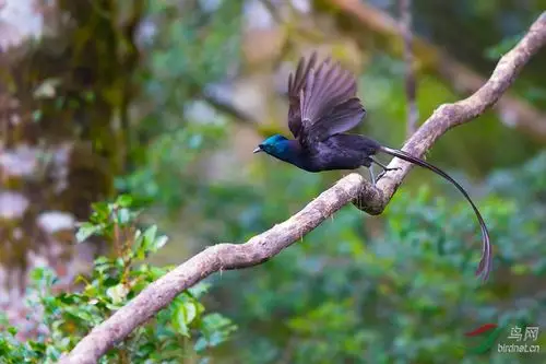 绶带长尾风鸟绶带长尾风鸟ribbontailedastrapia贺图3获首页精华图片