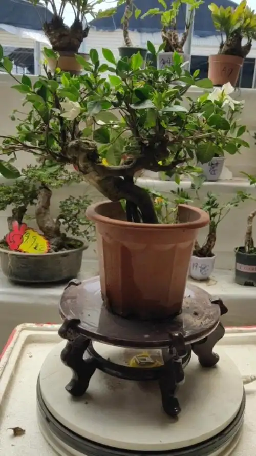 俩面树栀子花老桩