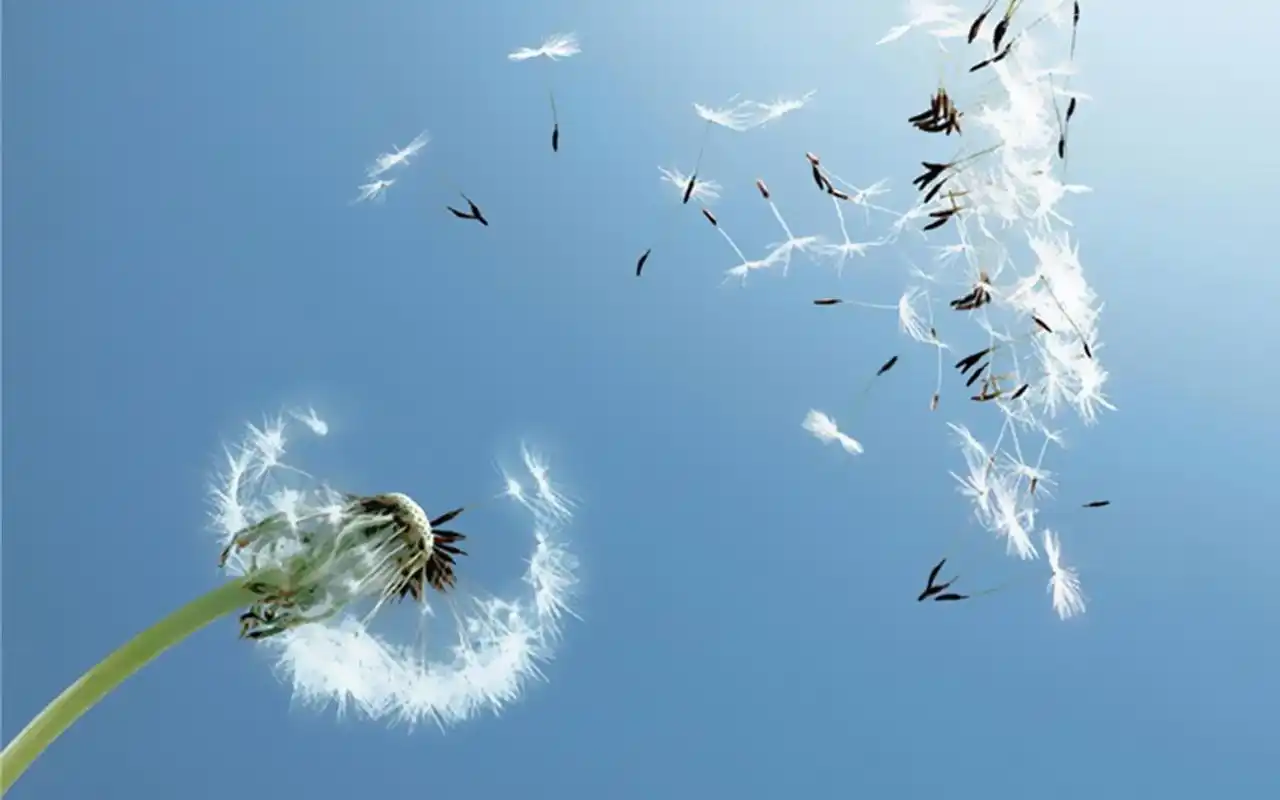 被夏天的风吹散的蒲公英壁纸