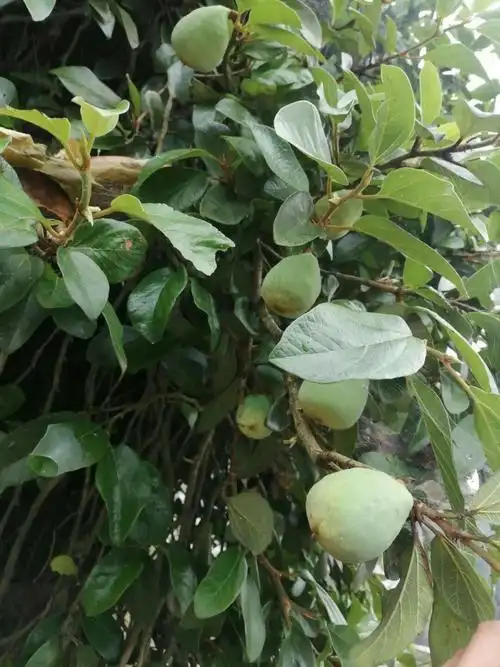 药用植物 九十六 - 美篇