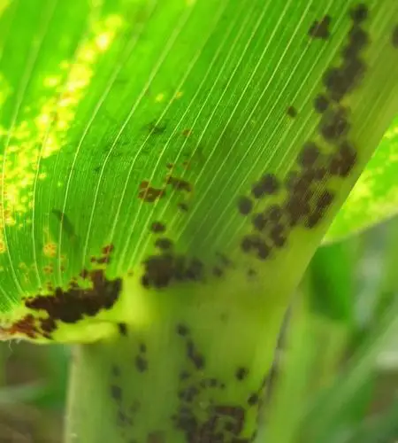 玉米褐斑病及其解决办法