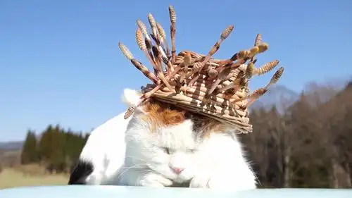 猫大叔的这顶帽子好奇怪啊这上面长的是蘑菇吗