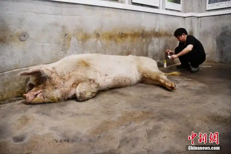 汶川地震猪坚强迈入百岁高龄现已无法起身站立