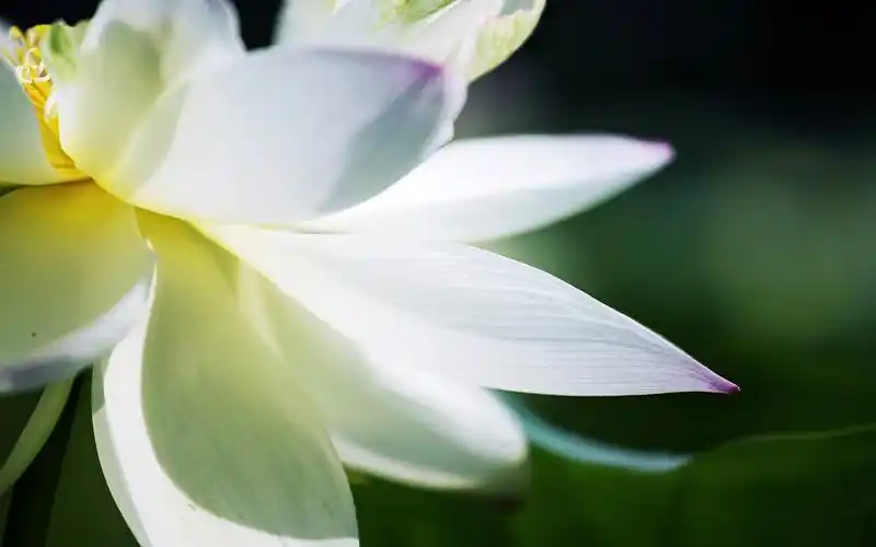 荷花微距摄影唯美高清图片桌面壁纸