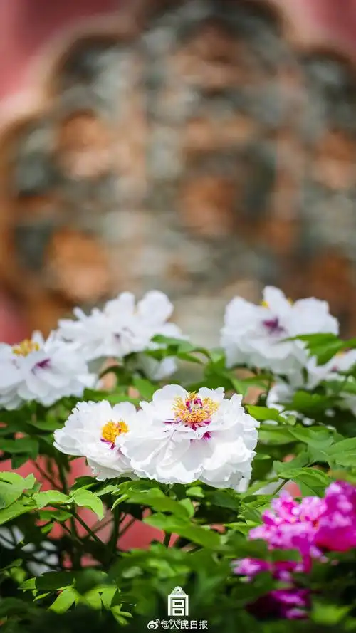 故宫牡丹花开壁纸##故宫牡丹花开惊艳了春天##花开