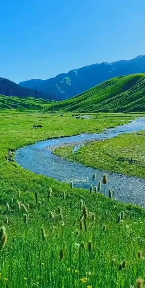 我的私藏景点#绿油油的大草原,清潵的溪水,自由自在的牛羊吃着嫩草让