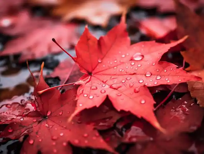 立秋一片掉落在地面上的红色枫叶特写风景温暖唯美壁纸