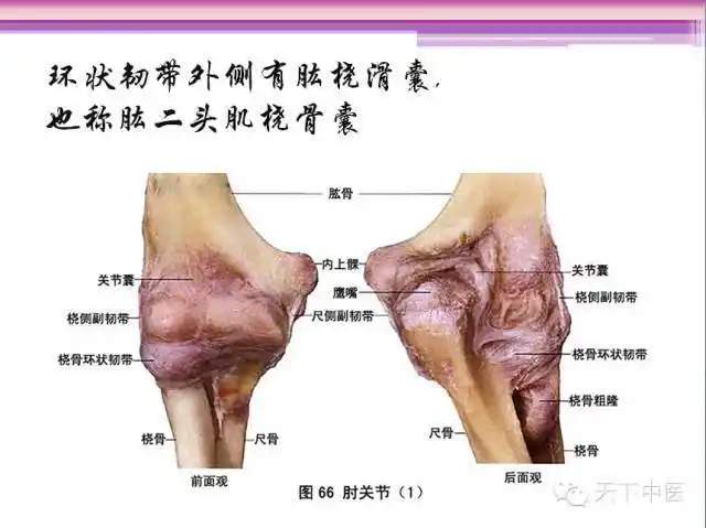 16 中医微创——肱骨外上髁伸肌总腱松解——李晔医生
