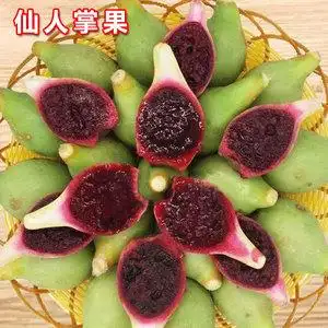 海南可食用野生仙人掌果新鲜2斤红心红肉热带古怪稀奇的水果云南5
